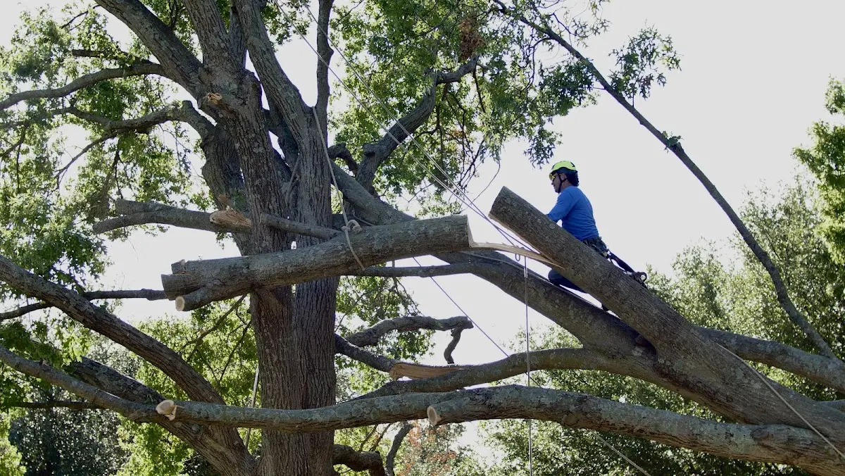 Professional Crown Thinning performed by certified arborists in Frankville