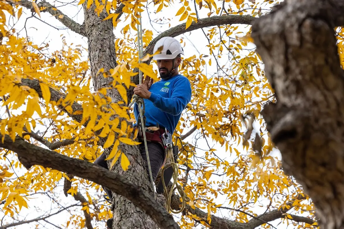 Skilled Tree Pruning crew working in Frankville