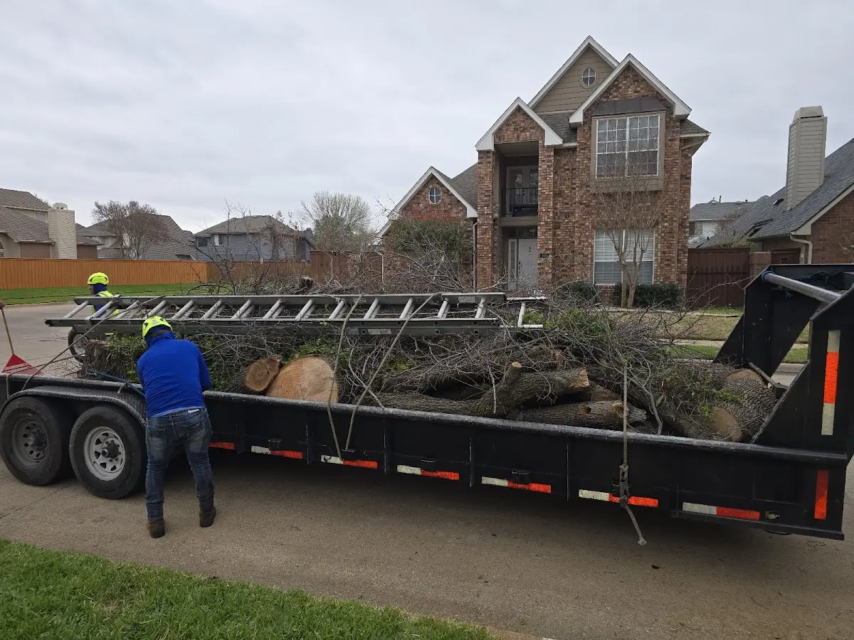 Expert Tree Pest Control with proper safety equipment in Frankville